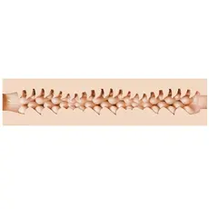 Masturbator Fleshlight "Evie Akashiya" 25 cm - Natural##