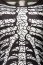 Costum Skeleton Lady Mask Paradise# - dimensiuni complete